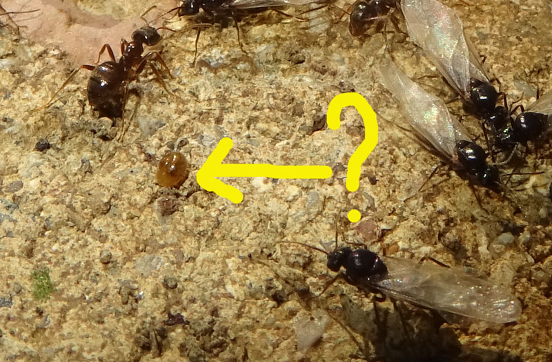 Lasius sp. (alate e non).....pi un ?